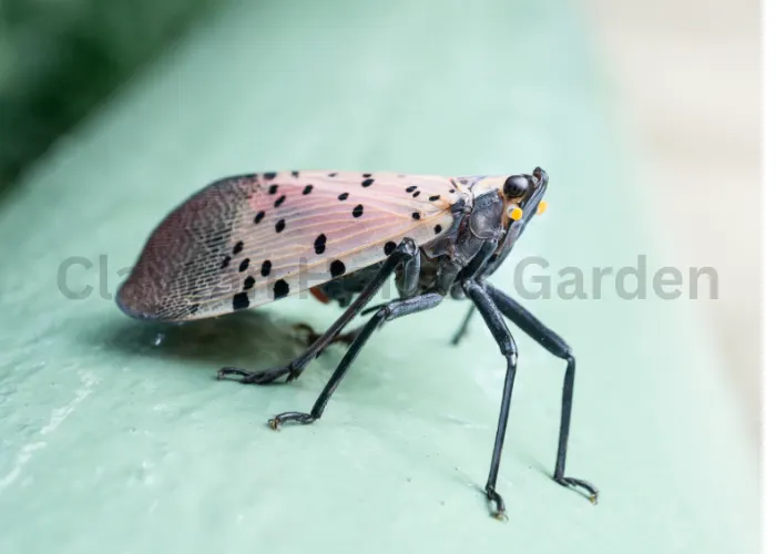 How to Get Rid of Spotted Lanternflies A Complete Guide

