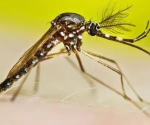 Male Mosquitoes