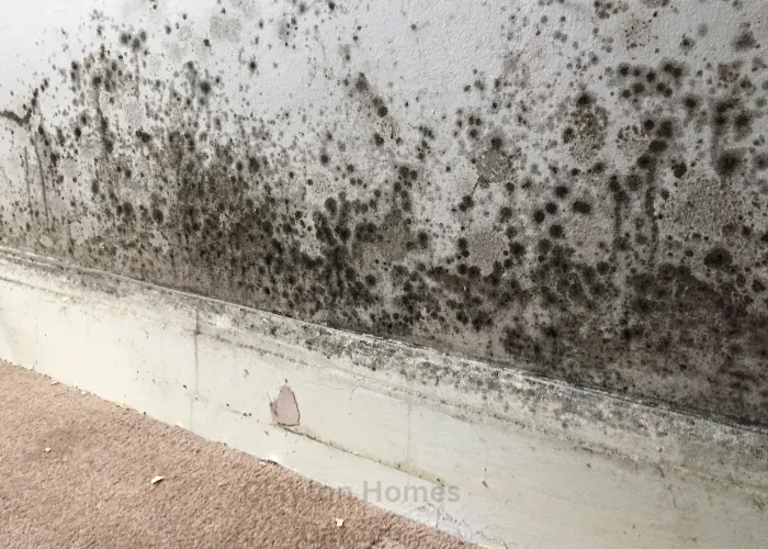 Managing Damp in Older Buildings