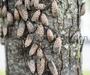 Spotted Lanternflies