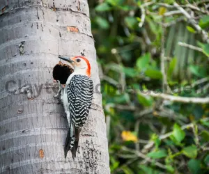 Woodpeckers