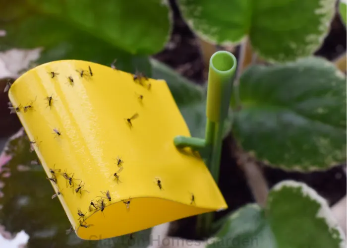fungus gnat larvae