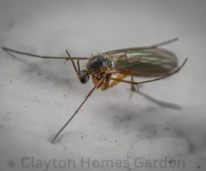 fungus gnats