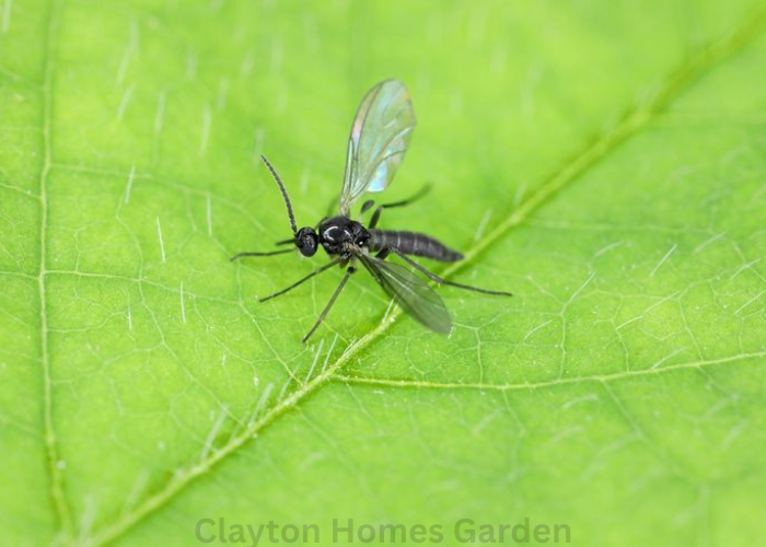 how to get rid of fungus gnats
