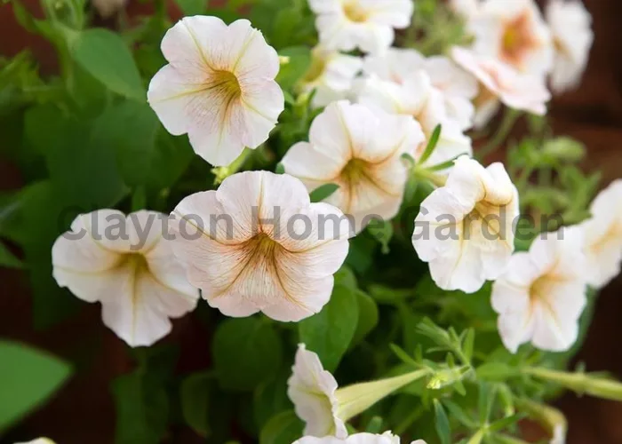 Multiflora Petunias