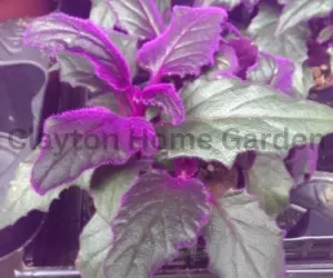 Purple Passion Plant