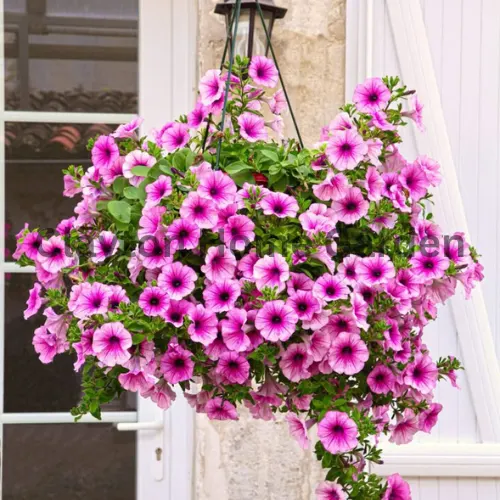 Grandiflora Petunias