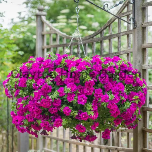 Trailing Petunias