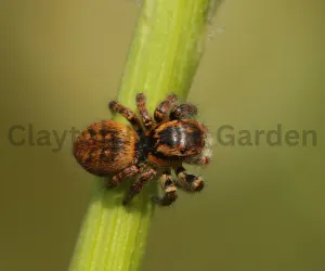Jumping spiders belong to the Salticidae family. There are more than 5,000 species scattered across the globe, ranging from tropical forests to your backyard.