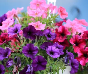 How to Grow Petunias Complete Petunia Flower Guide