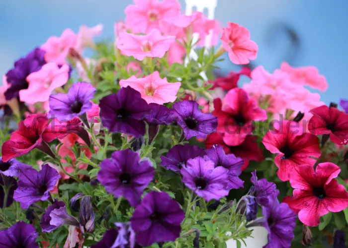 Types of Petunias Which One is Right for Your Garden
