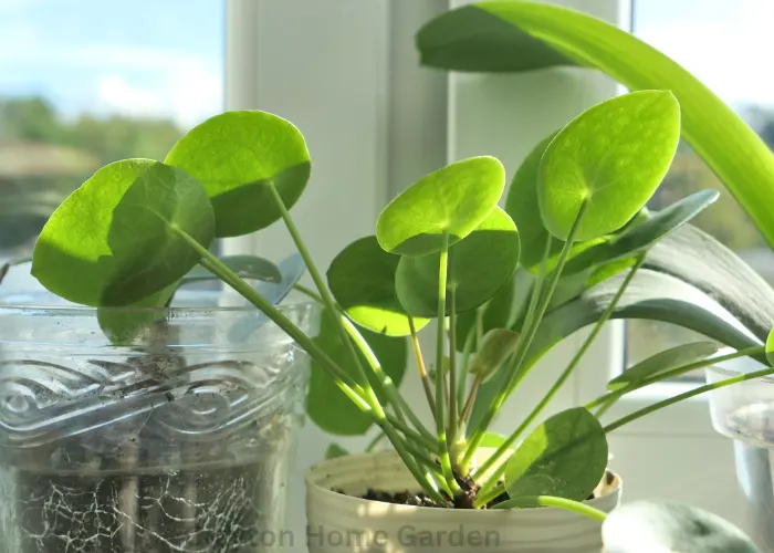 Pilea Peperomioides