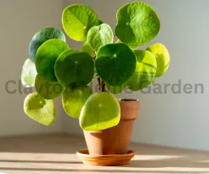 Chinese Money Plant
