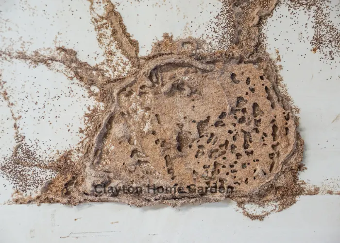 What Do Termite Droppings or Frass Look Like