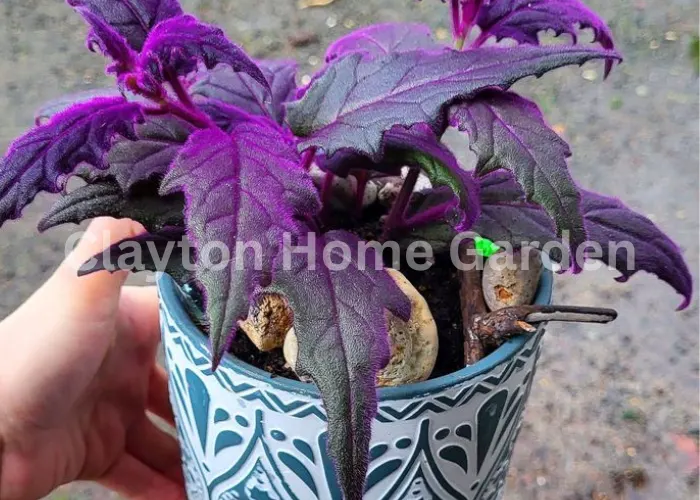 What Is a Purple Passion Plant