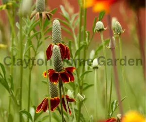 Mexican hat flower is drought-tolerant, grows best in hot and dry regions, requires full sun, and neutral or alkaline soil.