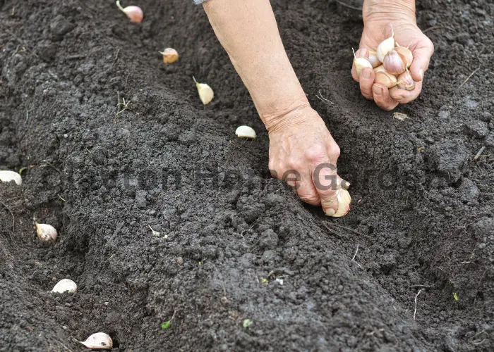 How to Plant Garlic