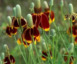 Mexican Hat Flower