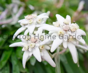 Edelweiss Flower