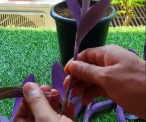 How to Grow and Care for the Purple Heart Plant