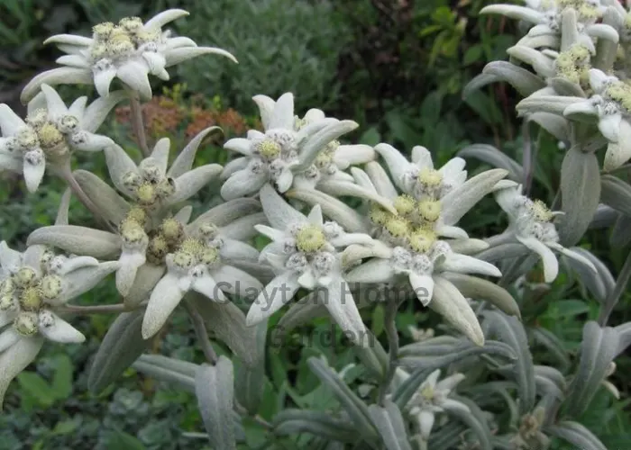 Alpine Edelweiss (Leontopodium alpinum)