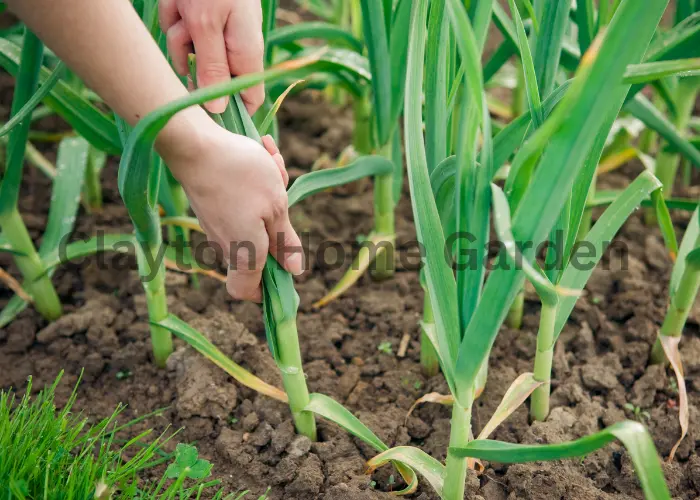 How to Plant Garlic: A Simple Guide for Beginners and Gardeners