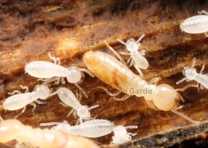 Termite Recovery 