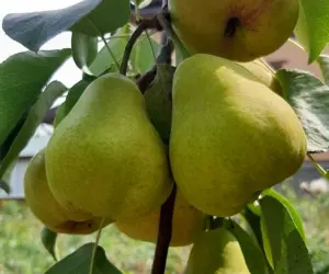 Navigator Pear Tree