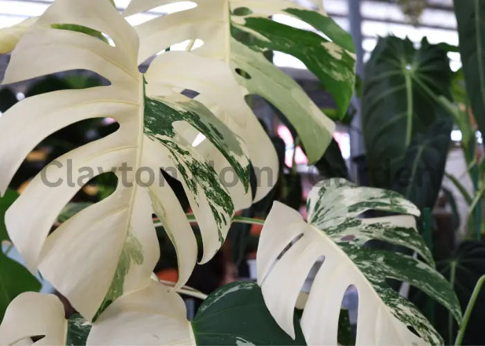 Variegated Monstera Deliciosa