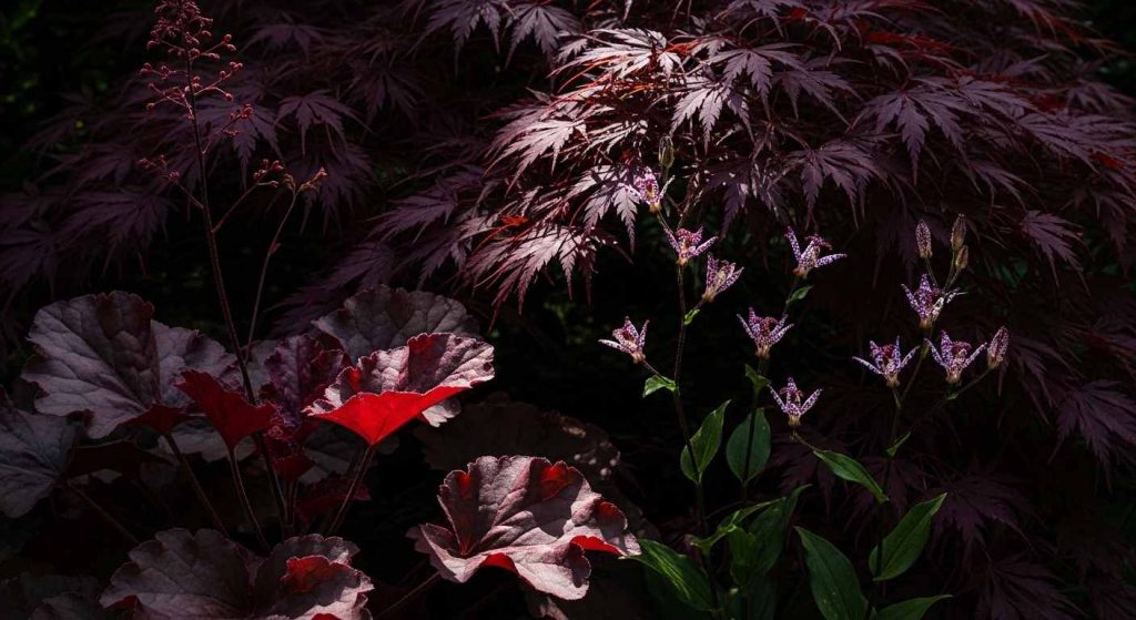 Moody Dark Drama Burgundy Shade Garden   [Design Idea 13 — Dark Drama Garden]